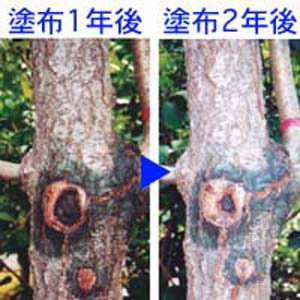 【ガーデニング   除草薬品】木の塗り薬「樹木の味方」2個セット