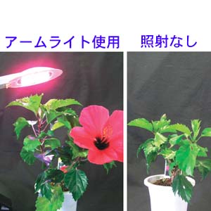 太陽代行LED植物育成ライト