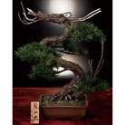 鈴木豊伯作 工芸盆栽「龍如松」